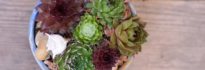 Sukkulenten in blauem Topf